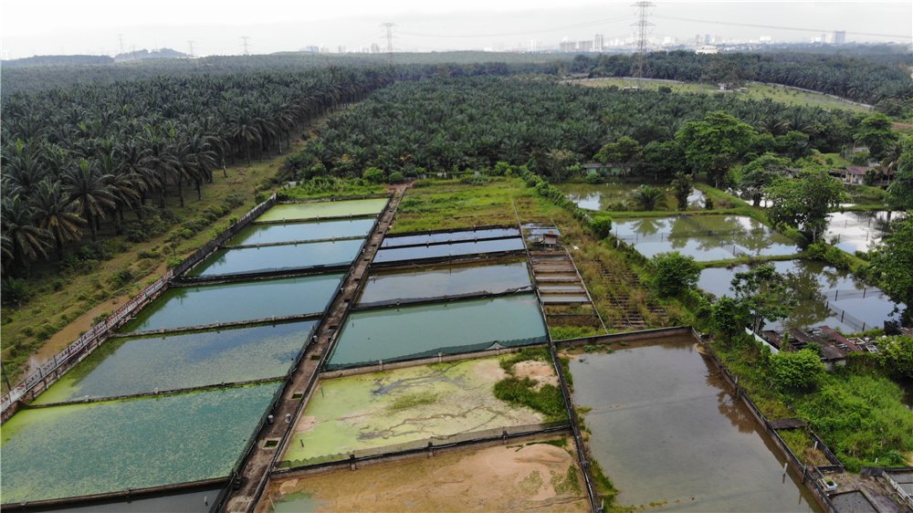 Dr.Vijayalakshmi Veeramachaneni